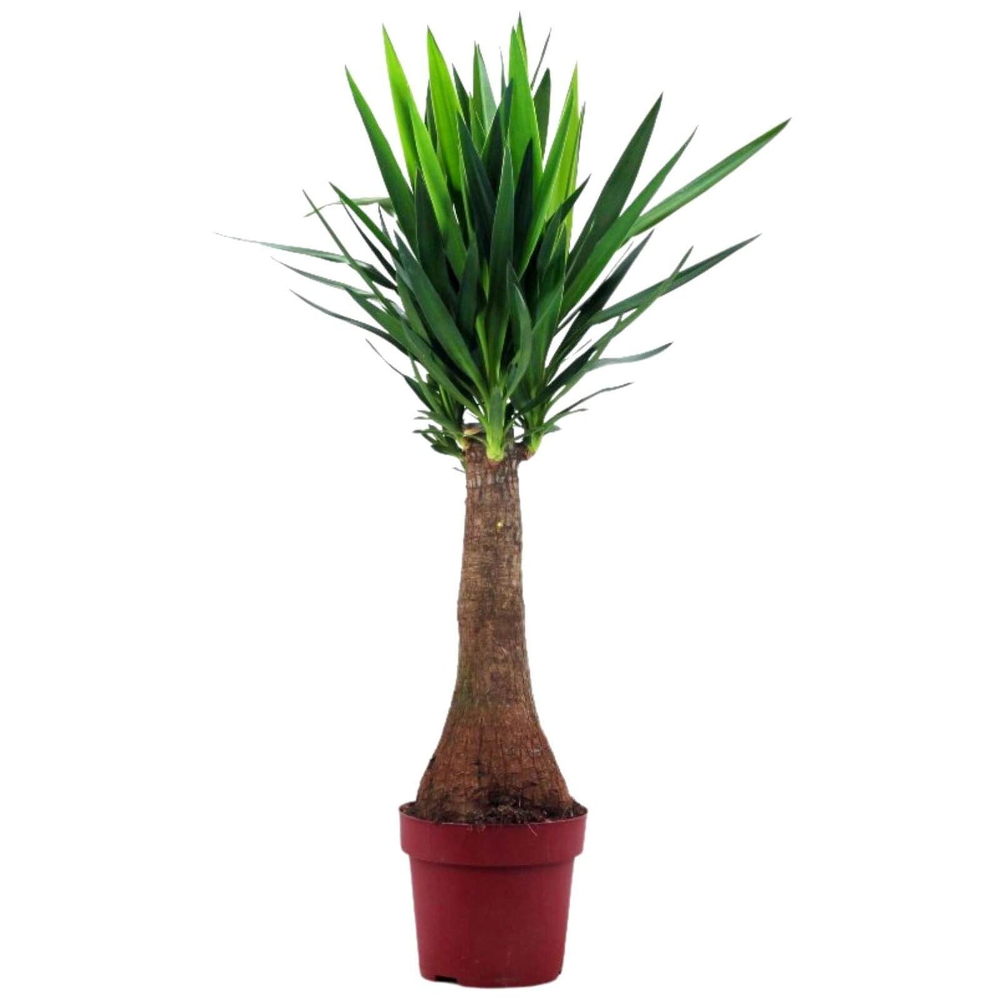 planta de interior resistente com 1 pé yuca gigante com folhas esguias de cor verde intenso em vaso de plástico