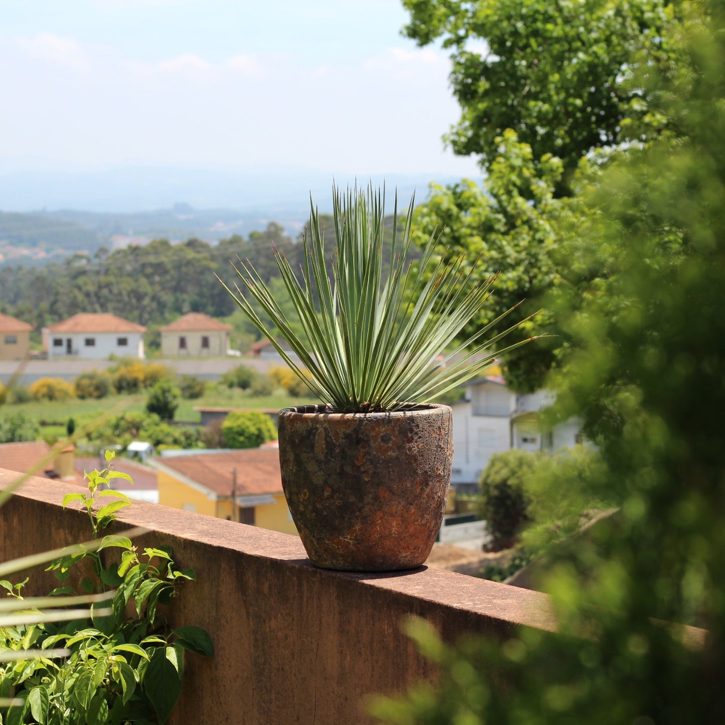 Yucca rostrata plantada em vaso rústico, posicionada em varanda com vista panorâmica, perfeita para jardins contemporâneos e secos