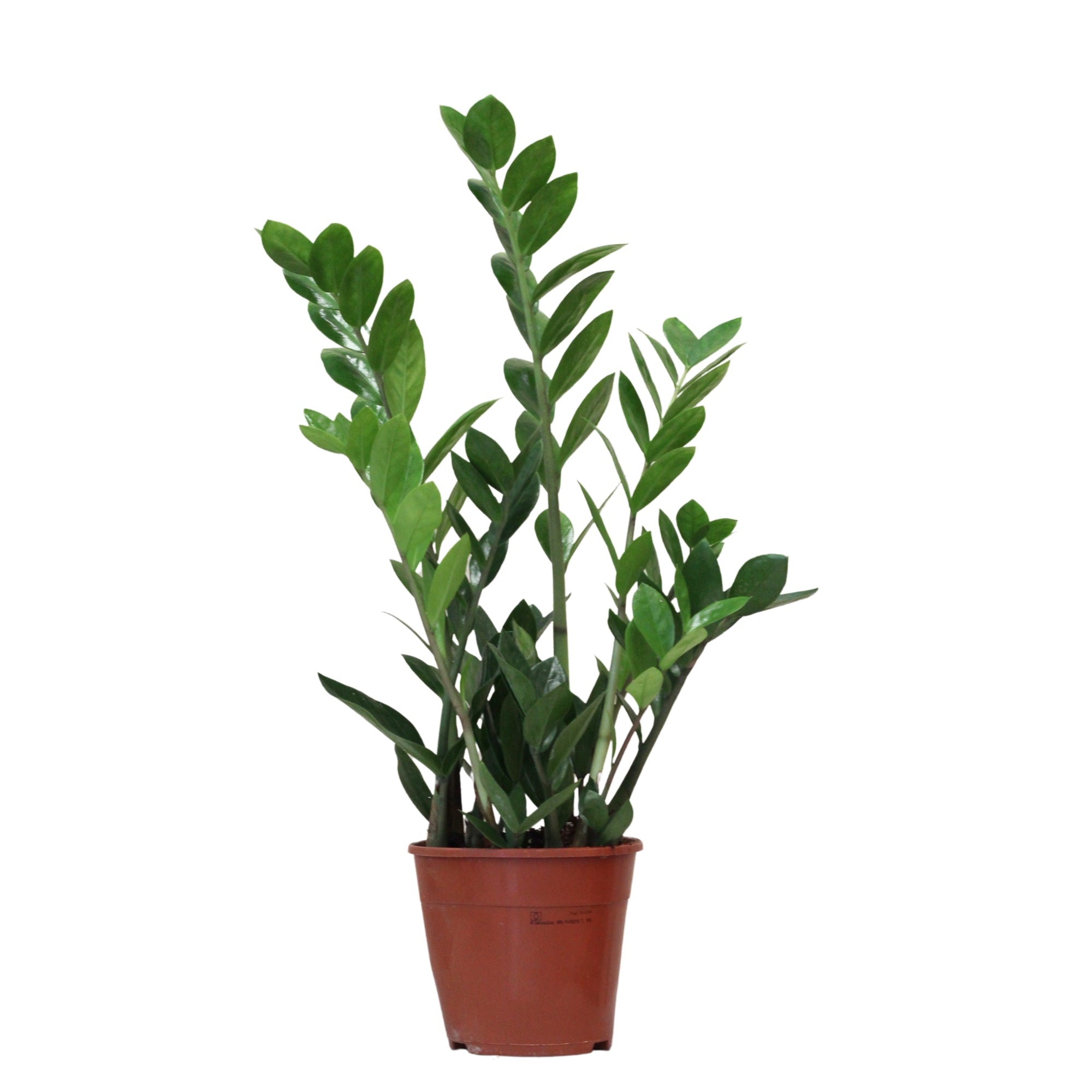Zamioculcas Zamiifolia