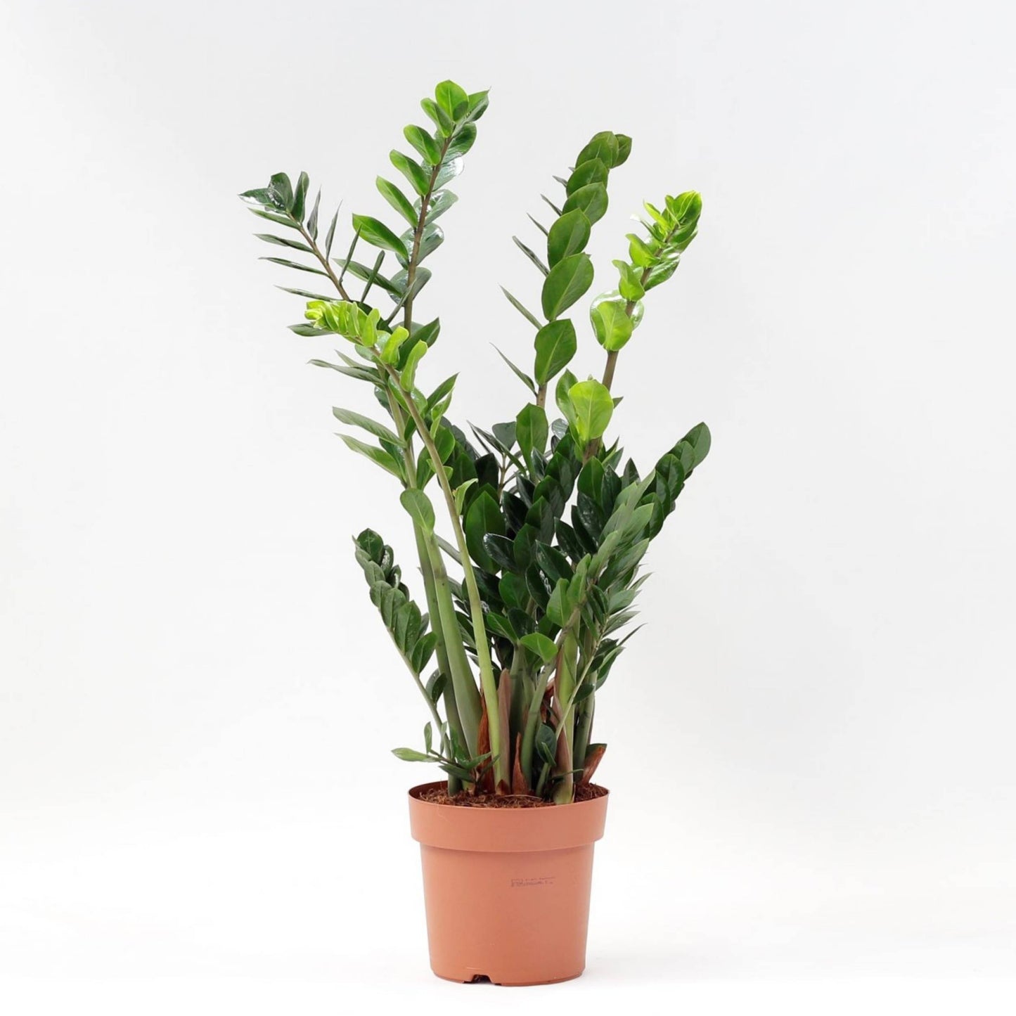 planta de interior resistente para ambientes com pouca luz zamioculcas zamiifolia ou planta da sorte ou planta zz grande com pequenas folhas em verde intenso e brilhante