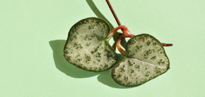 Plantar amor en San Valentín: cómo elegir la planta perfecta