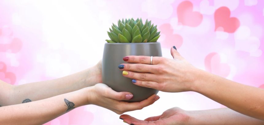 Dia dos Namorados: 7 Plantas incríveis para oferecer!