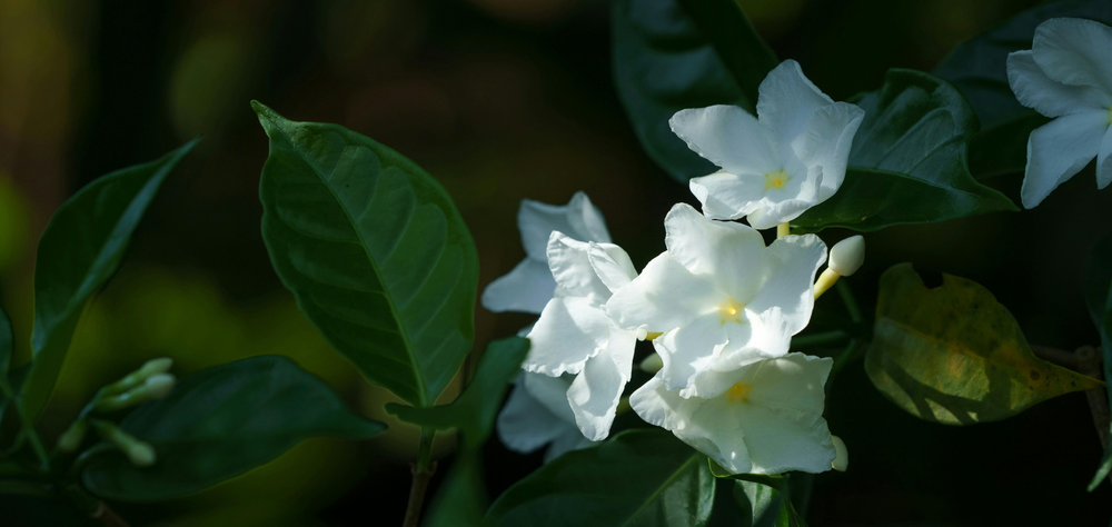 6 plantas de exterior para colorir o teu jardim este verão