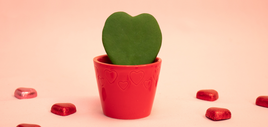 Pequena planta em formato de coração em vaso Vermelho - Hoya Kerrii