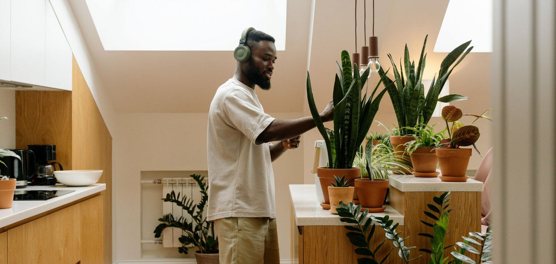 Estas plantas são tendência há mais de 20 anos