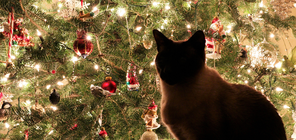 O Natal muda o ambiente da casa. Como podes proteger as tuas plantas e animais?