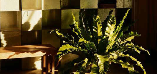 7 cuidados a ter com as plantas no Outono