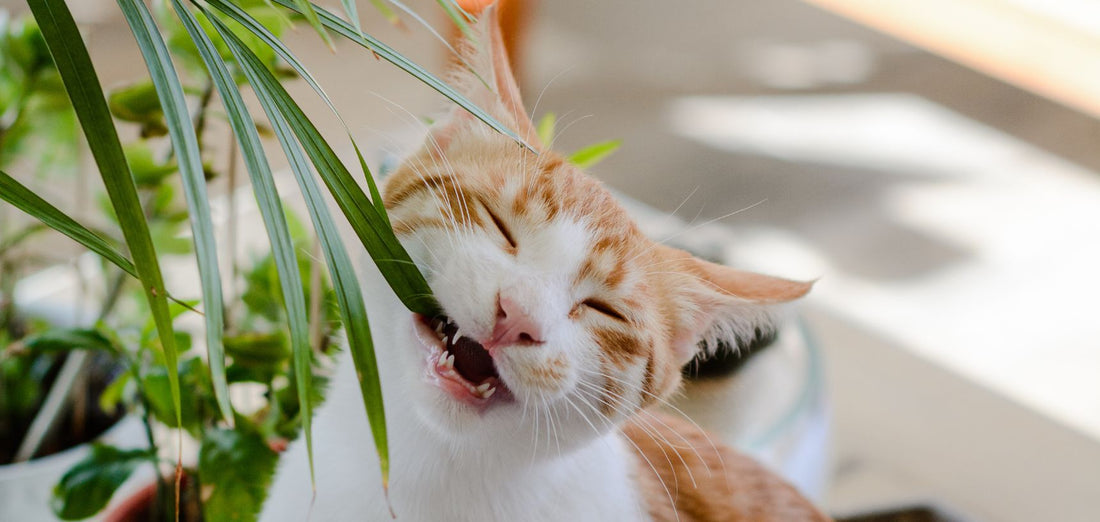 Gato planta pet-friendly
