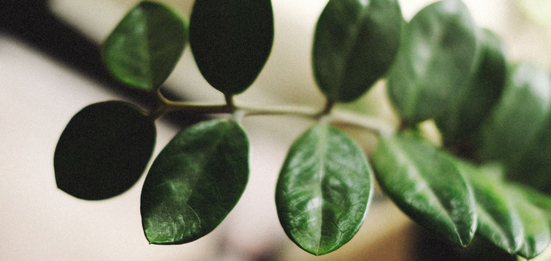 Existem plantas para lugares com pouca luz?