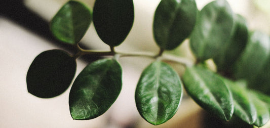 Existem plantas para lugares com pouca luz?