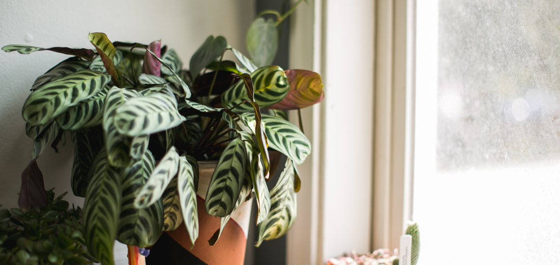 Ajuda as tuas plantas a atravessar o Inverno
