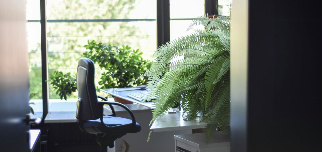5 Plantas de interior para melhorar o local de trabalho