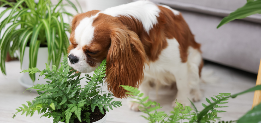Porque as plantas são tóxicas para os animais?
