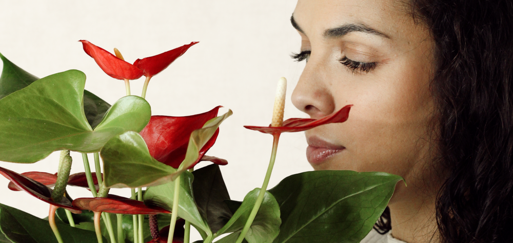 Como escolher a planta perfeita para o São Valentim?