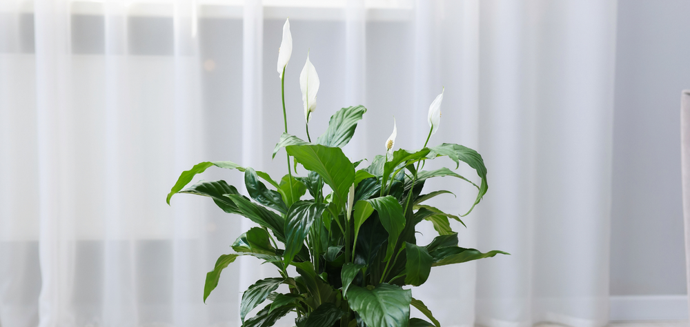 5 sugestões para oferecer aos teus padrinhos na Páscoa