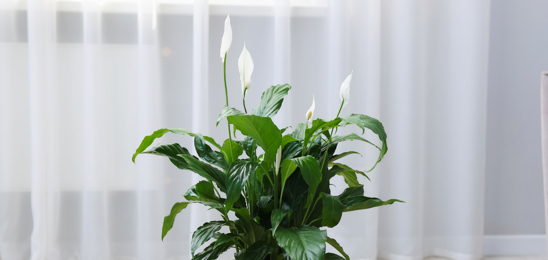 5 sugestões para oferecer aos teus padrinhos na Páscoa