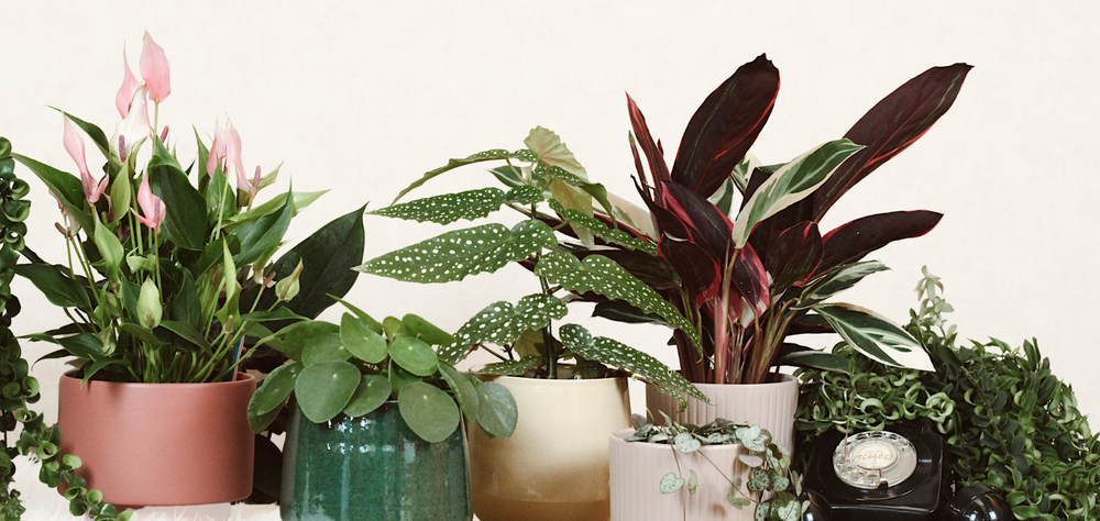 Dia dos Namorados: plantas que se oferecem com o coração