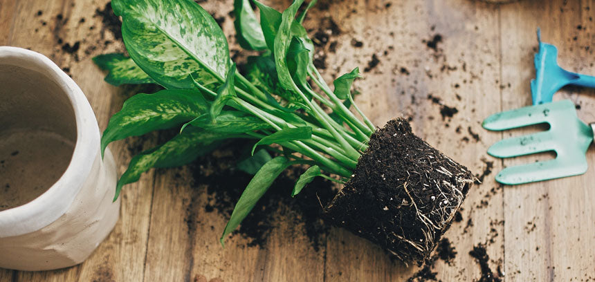 Passo a passo: como mudar uma planta de vaso