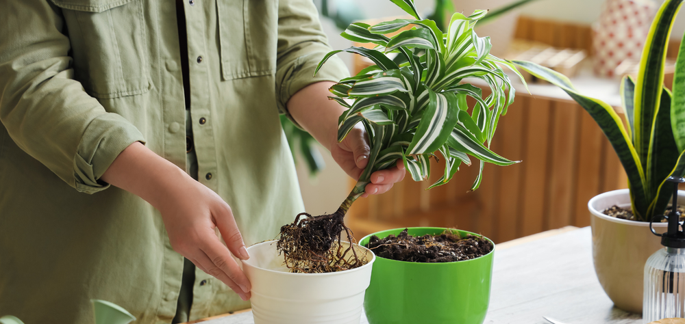 Aprende a fertilizar plantas de interior