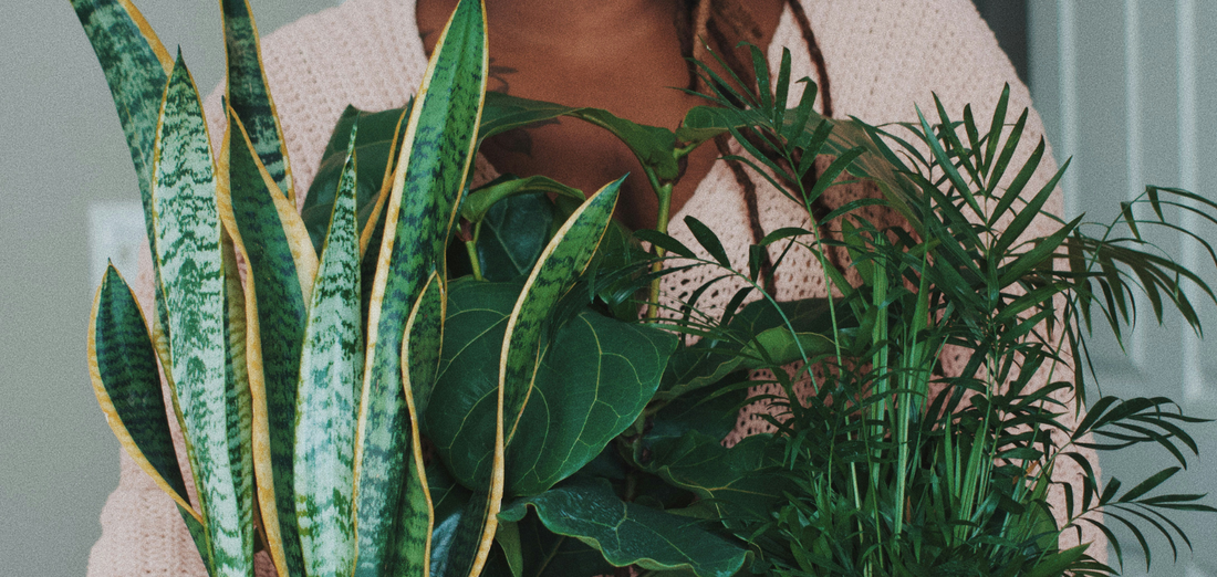 Vais de férias? Estas plantas sobrevivem sem ti!