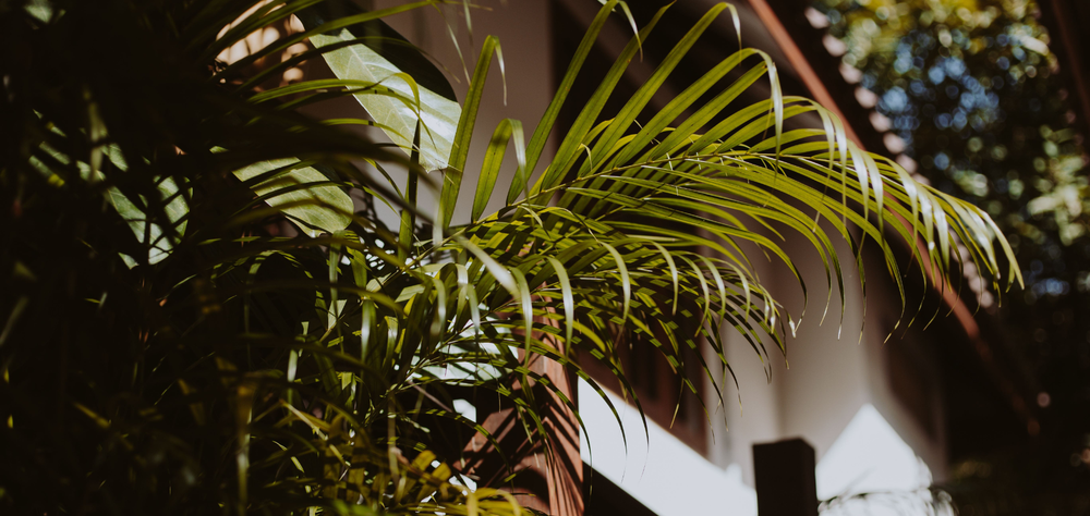 Seis plantas tropicais para prolongar o verão em casa