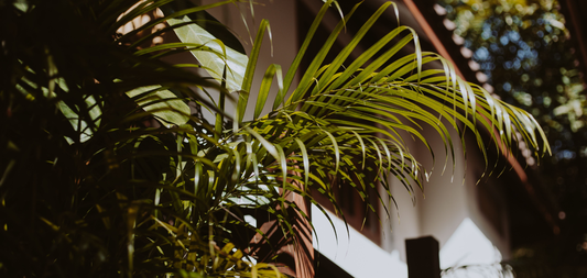 Seis plantas tropicais para prolongar o verão em casa