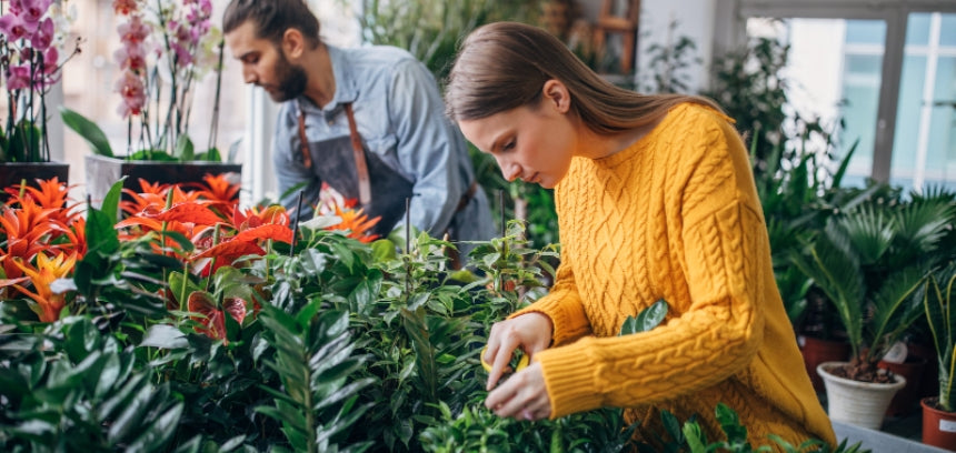 Plantas de interior e terapia ocupacional