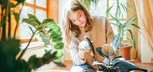 6 problemas comuns das plantas de interior no inverno e como resolvê-los