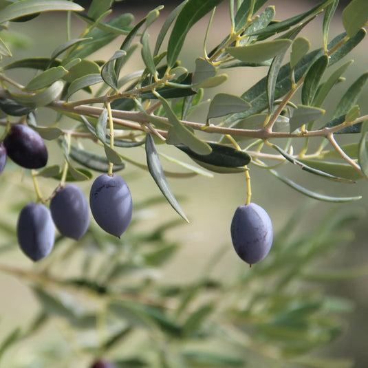 Árvores de fruto
