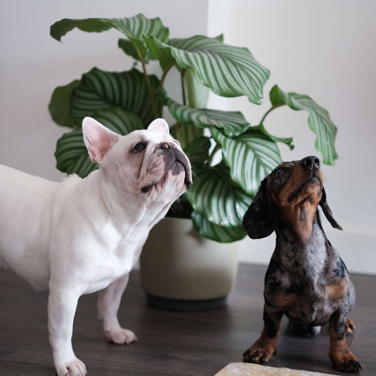 Plantas pet friendly