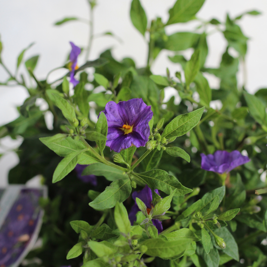 Plantas Com Cor | Exterior