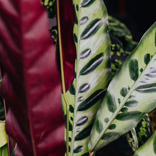 Plantas Com Cor | Interior