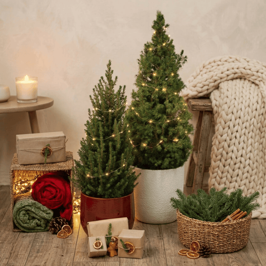 Plantas de Natal