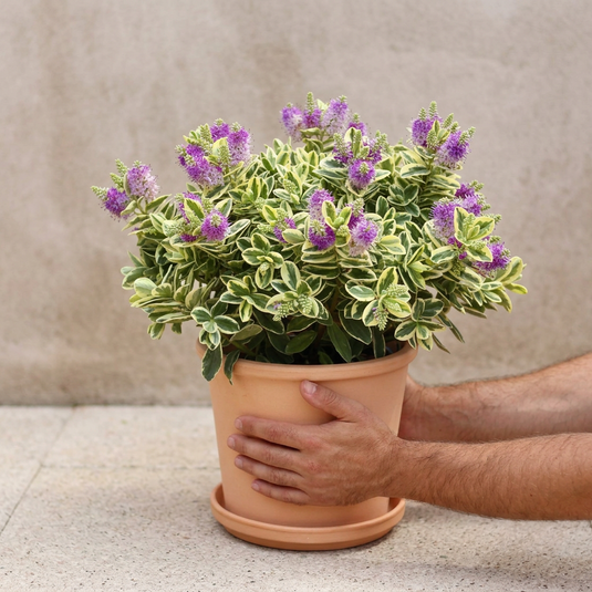 Plantes d'extérieur