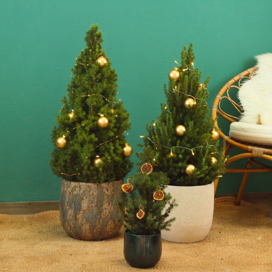 Plantas de Natal