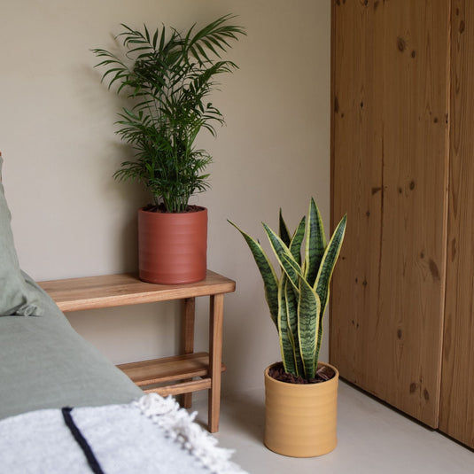 Plantas para pouca luz