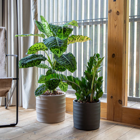 Plantas resistentes de interior