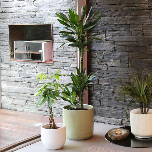 Plantas purificadoras do ar