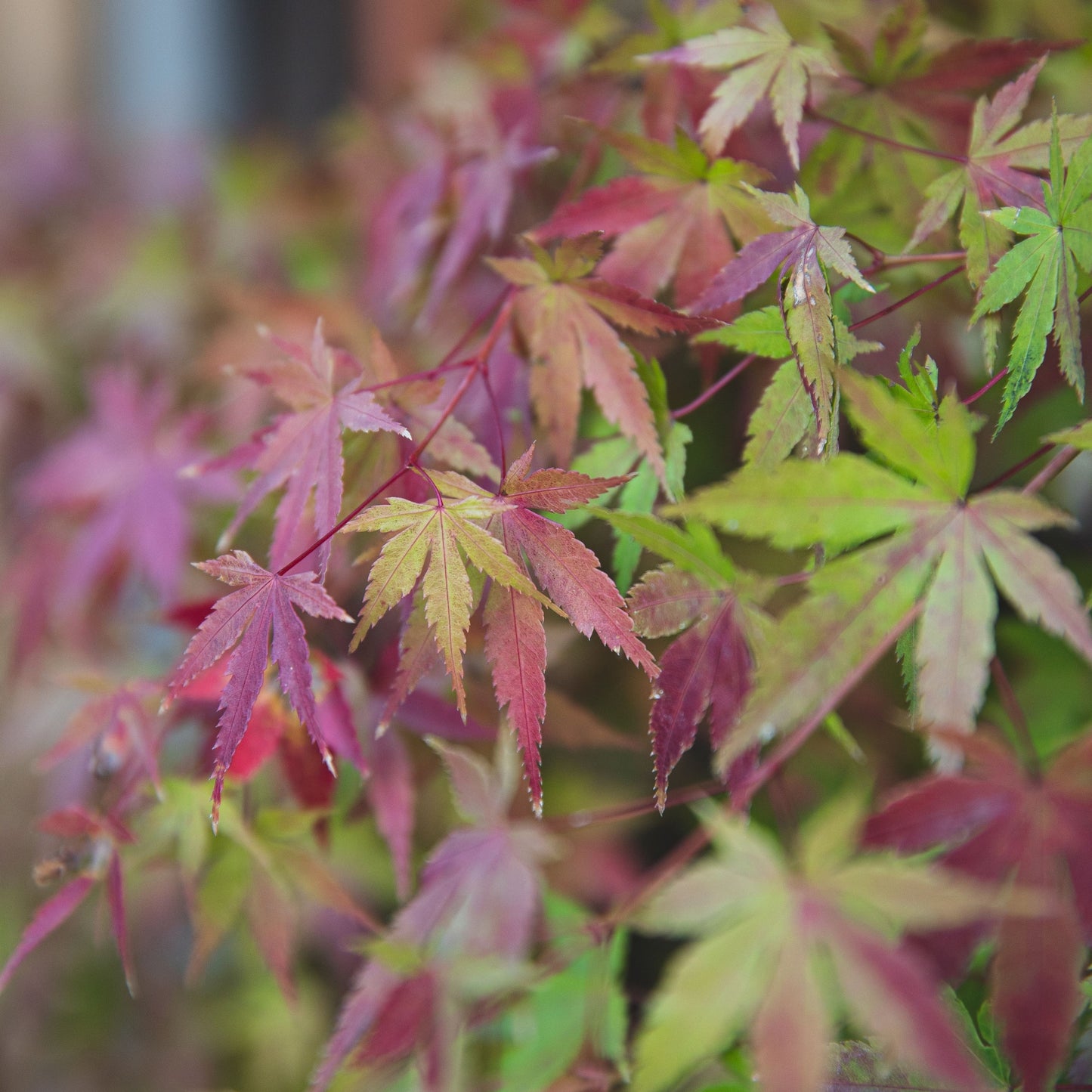 Acer Palmatum | Japanese Maple