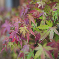 Acer Palmatum | Japanese Maple