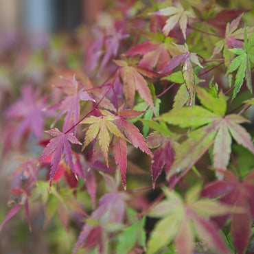 Acer Palmatum | Japanese Maple