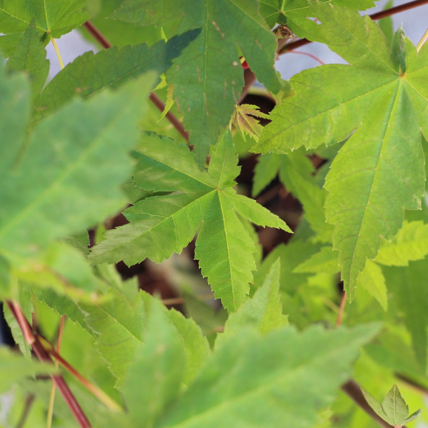 Acer Palmatum | Japanese Maple