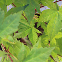 Acer Palmatum | Japanese Maple