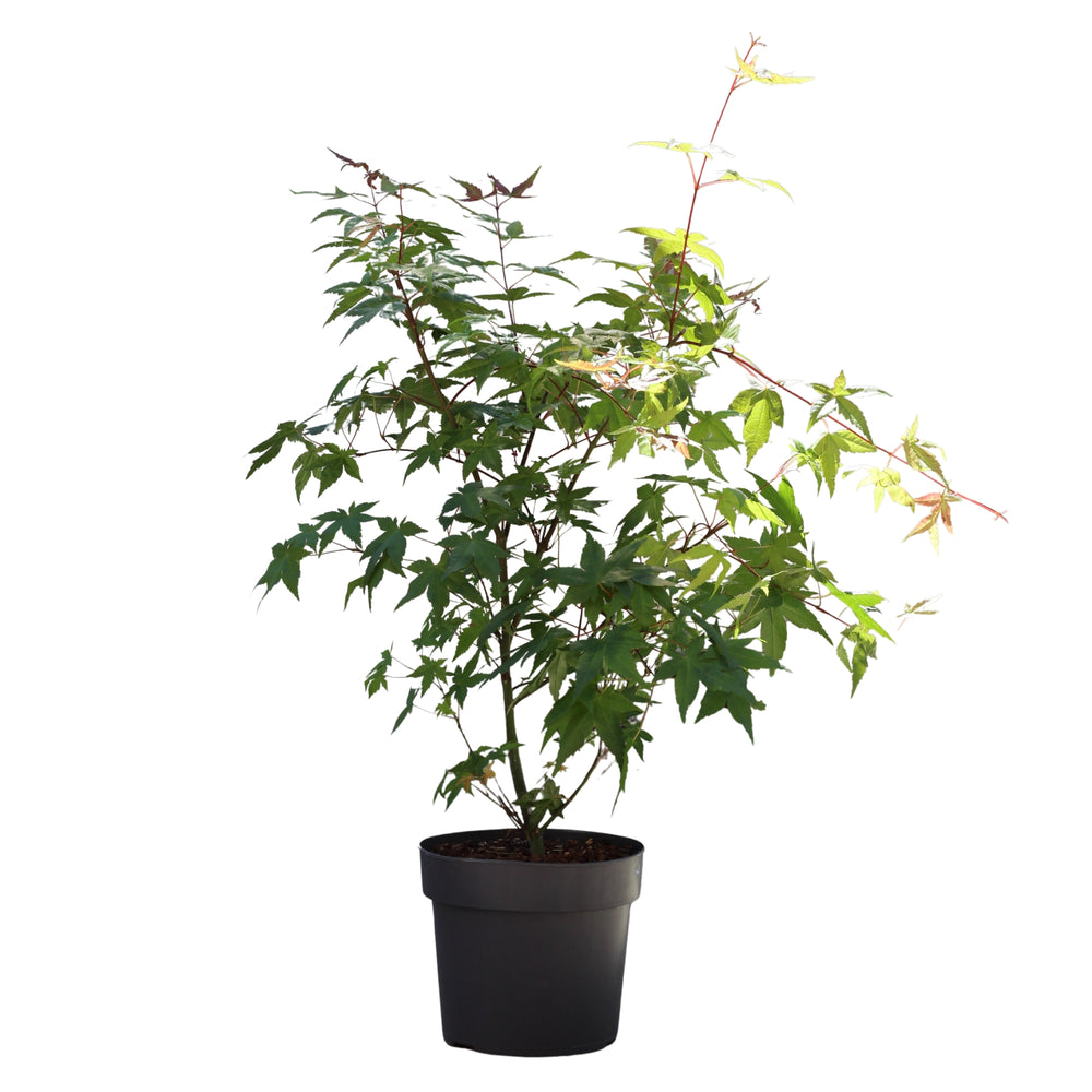 Acer Palmatum | Japanese Maple