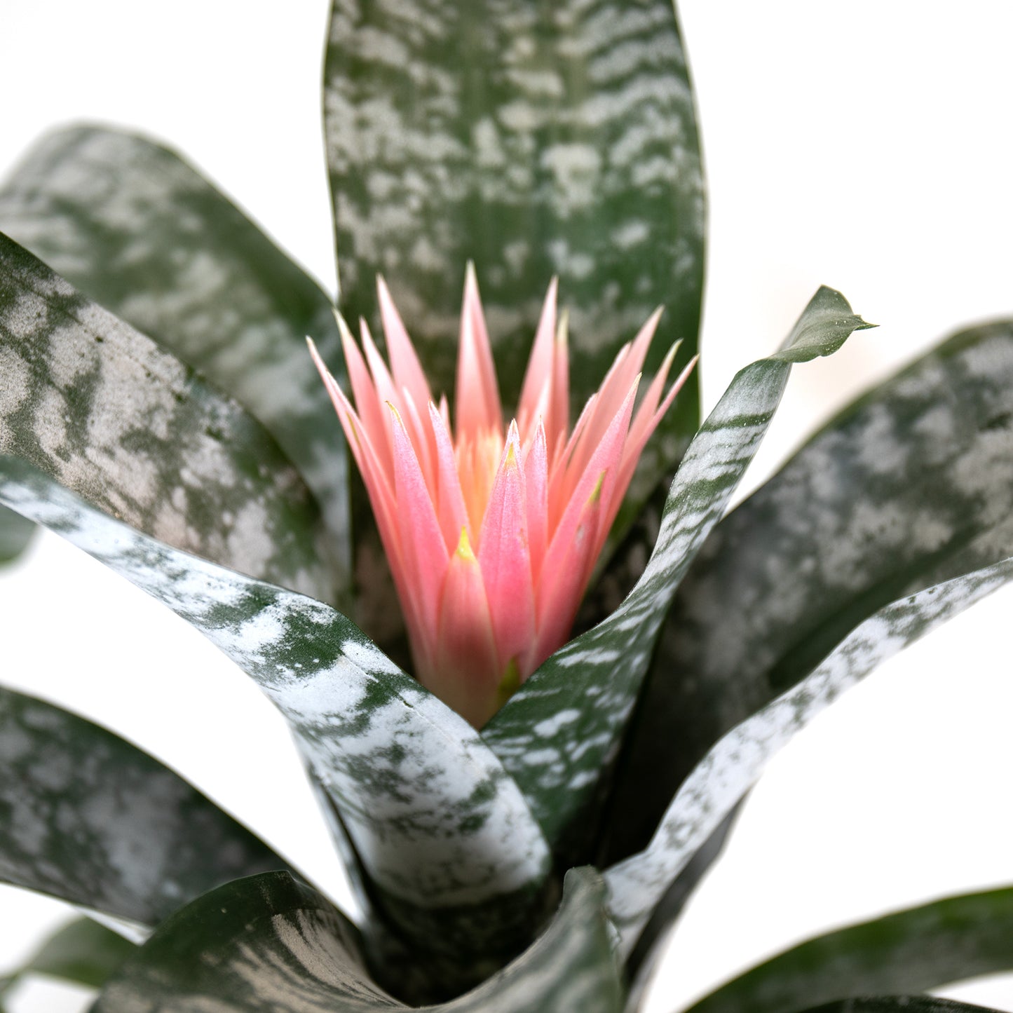 Bromeliad Fasciata With Juno Pot