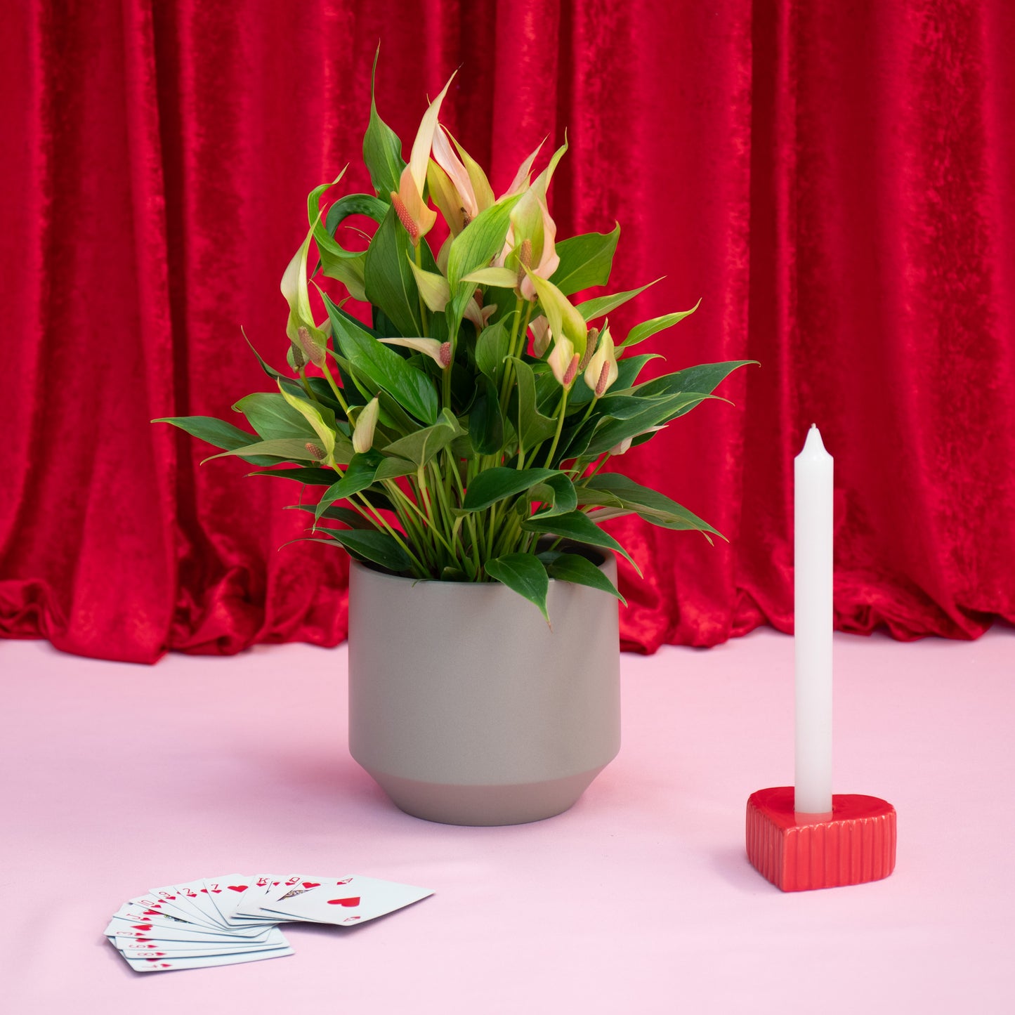 Anthurium Lily With Aurora Vase