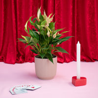 Anthurium Lily With Luna Vase