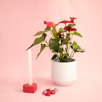 Red Anthurium With Aurora Vase