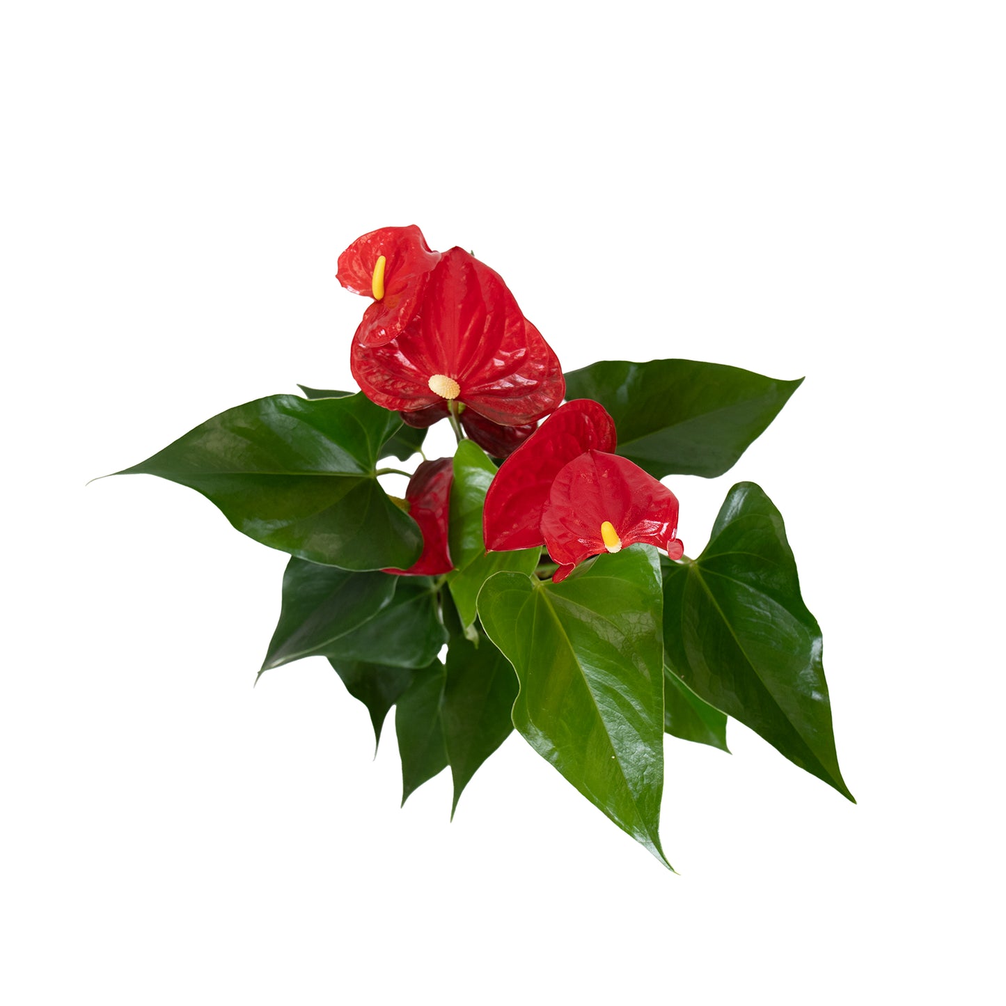 Red Anthurium With Hera Pot