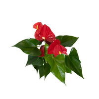 Red Anthurium With Hera Pot